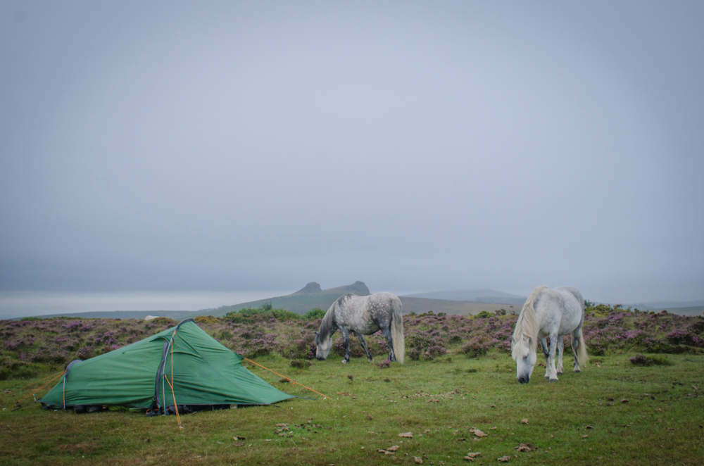 Two ponies grazing beside a tent on the moor