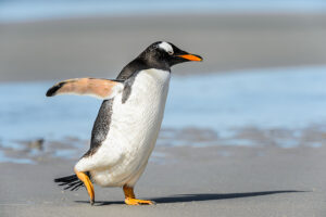 penguin seeming to run