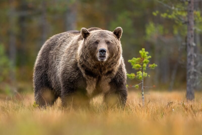 A grizzly bear.
