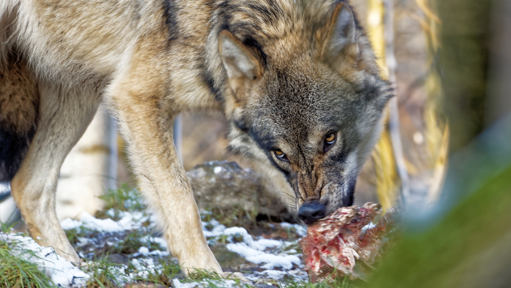 A wolf