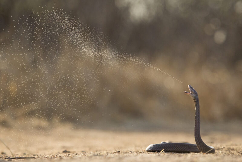 a spitting cobra
