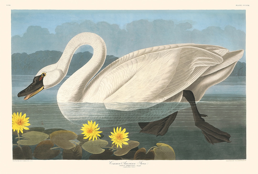 A coloured engraving of a swan in a pond with yellow flowers