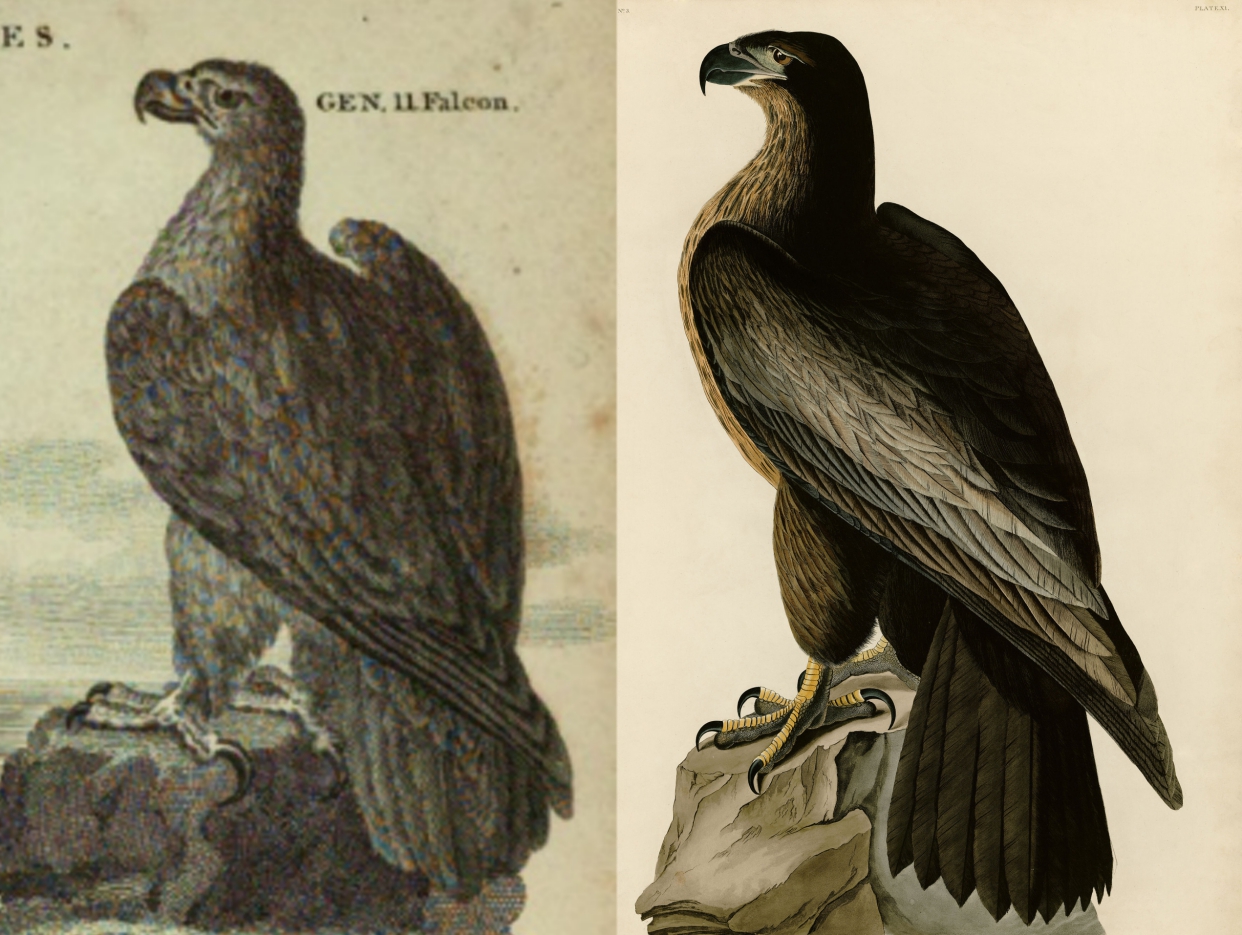 Two drawings of an eagle with similar poses