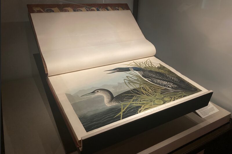 A very large Birds of America book behind glass, open to a print of water fowl