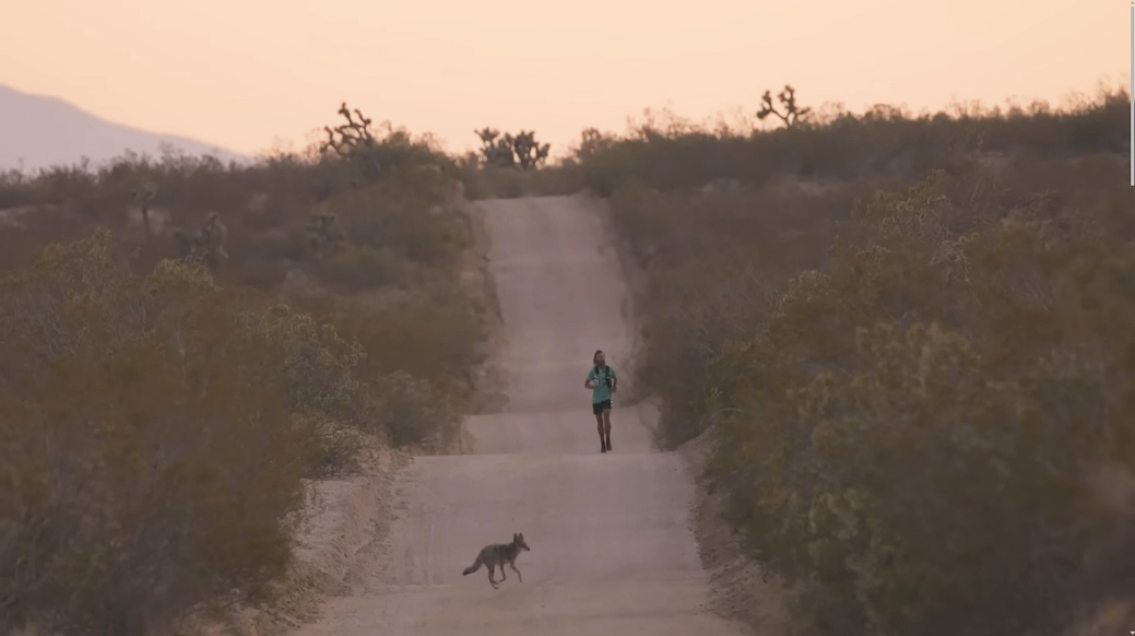 drone shot of man running as coyote crosses trail