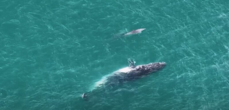 dophins around whale