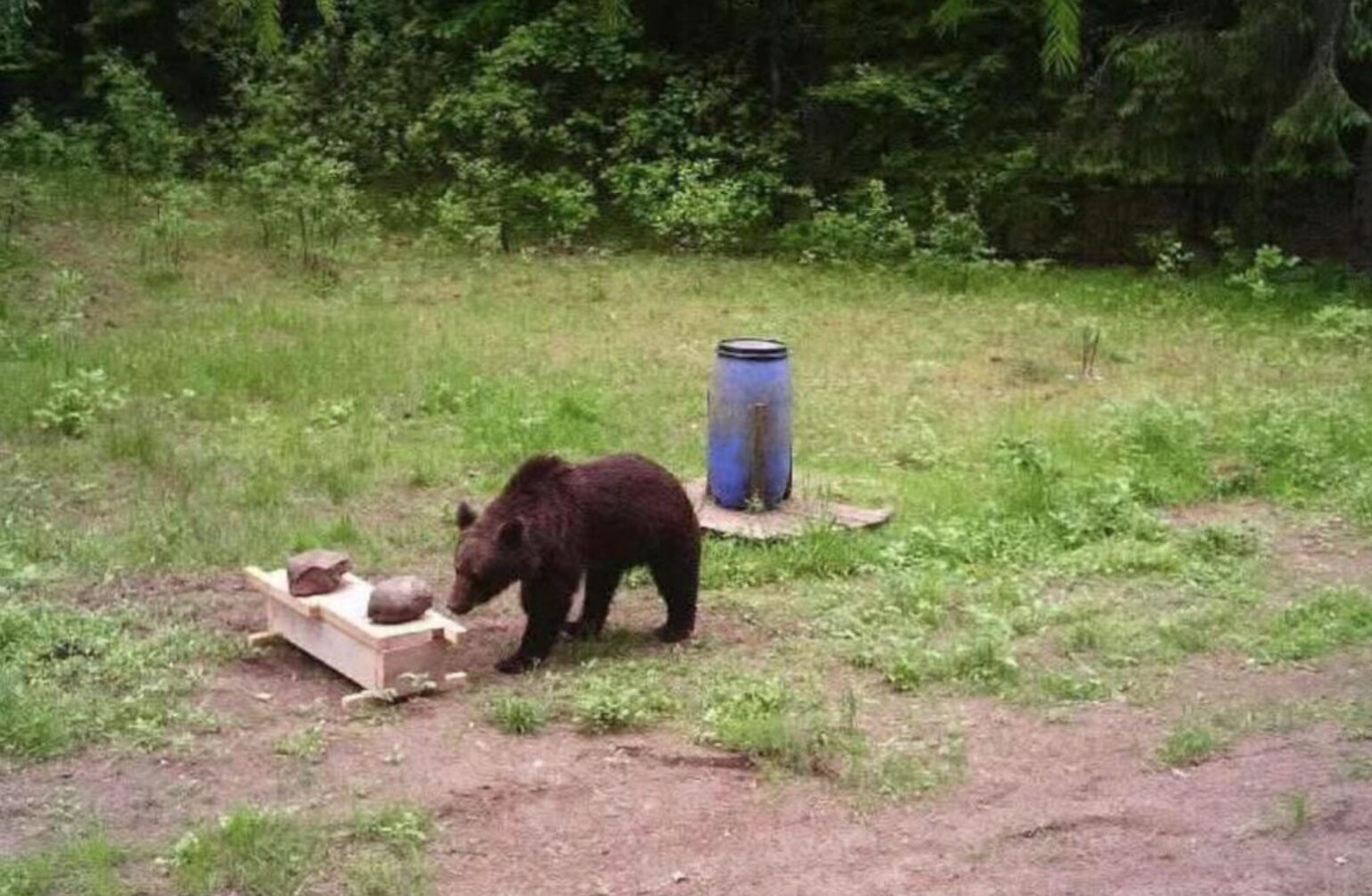 Scientists Crack Case Of Whales With Kelp Hats Explorersweb Scientists Crack Case Of Whales With Kelp Hats Explorersweb