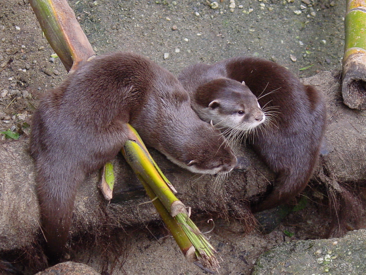 Two otters on a log