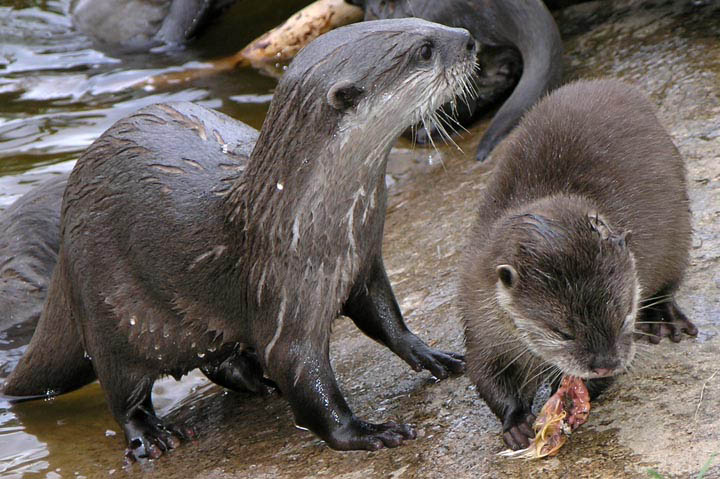 A pair of otters, one of which is eating