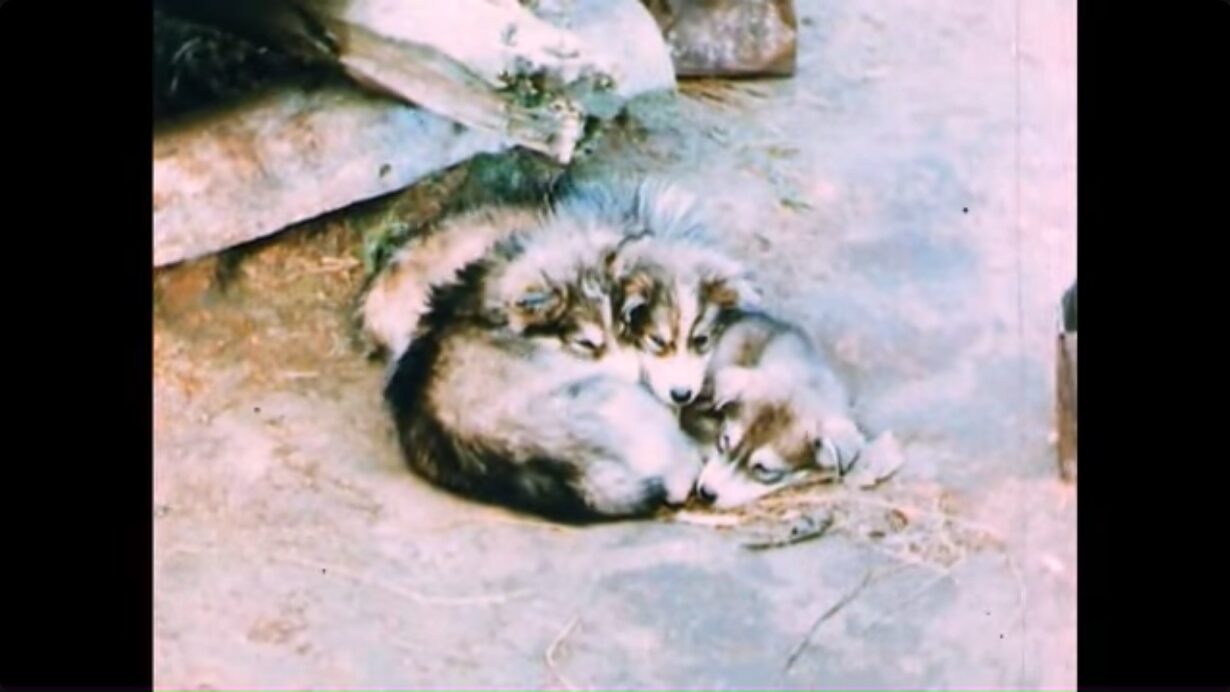 A pile of puppies nestled together on the ground