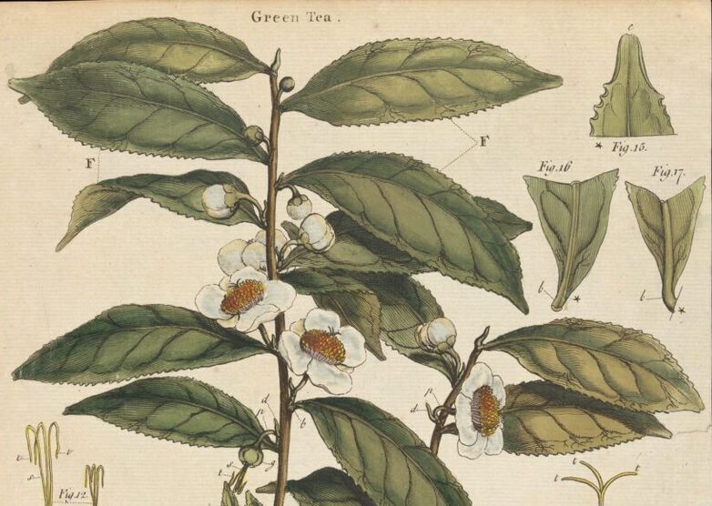 illustration of a tea plant