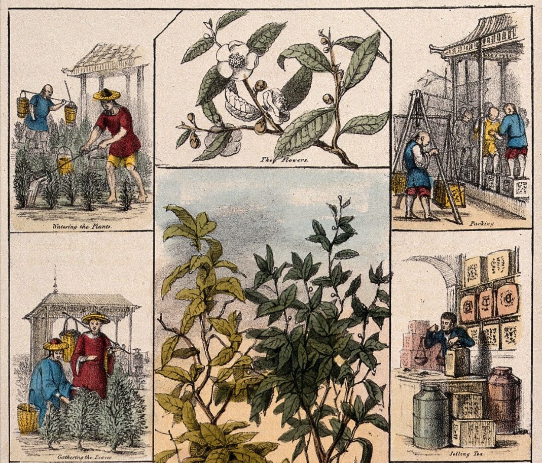 illustrated scenes of tea being grown and prepared