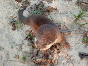 A small otter pup