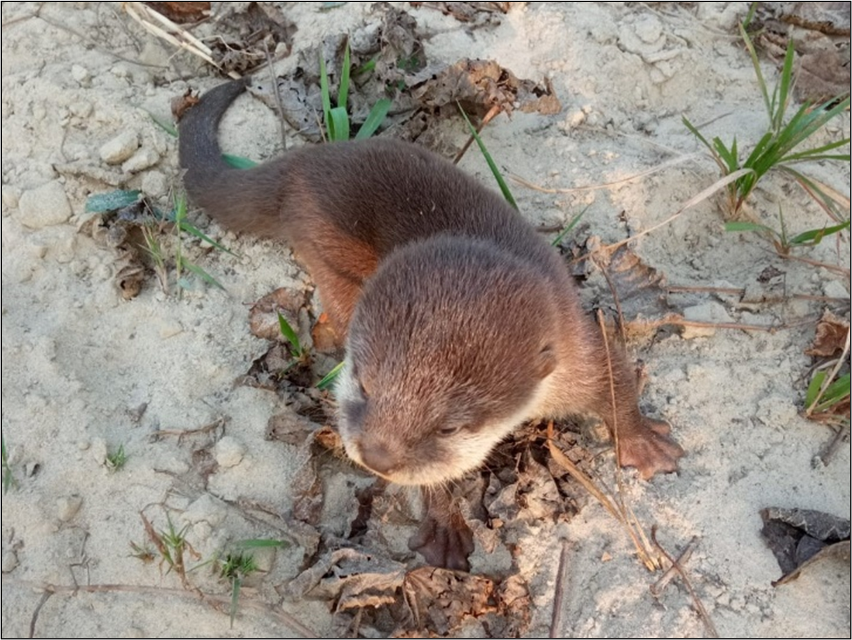 A small otter pup