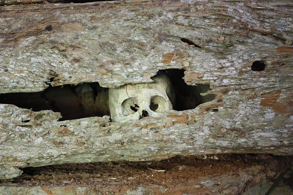 A human skull