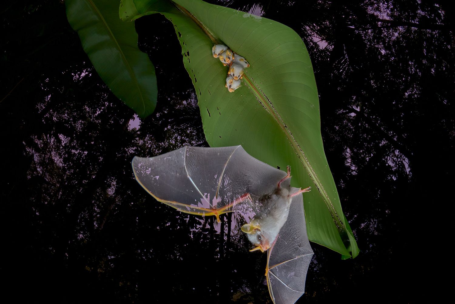 A bat soaring off a leaf.