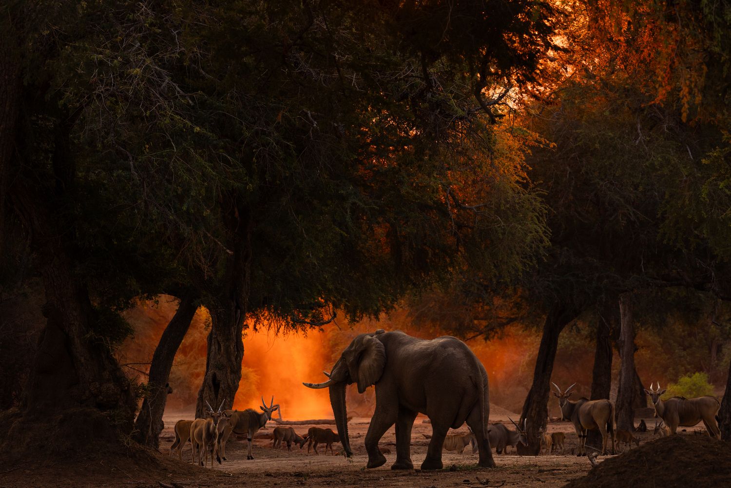 An elephant and elands under trees.