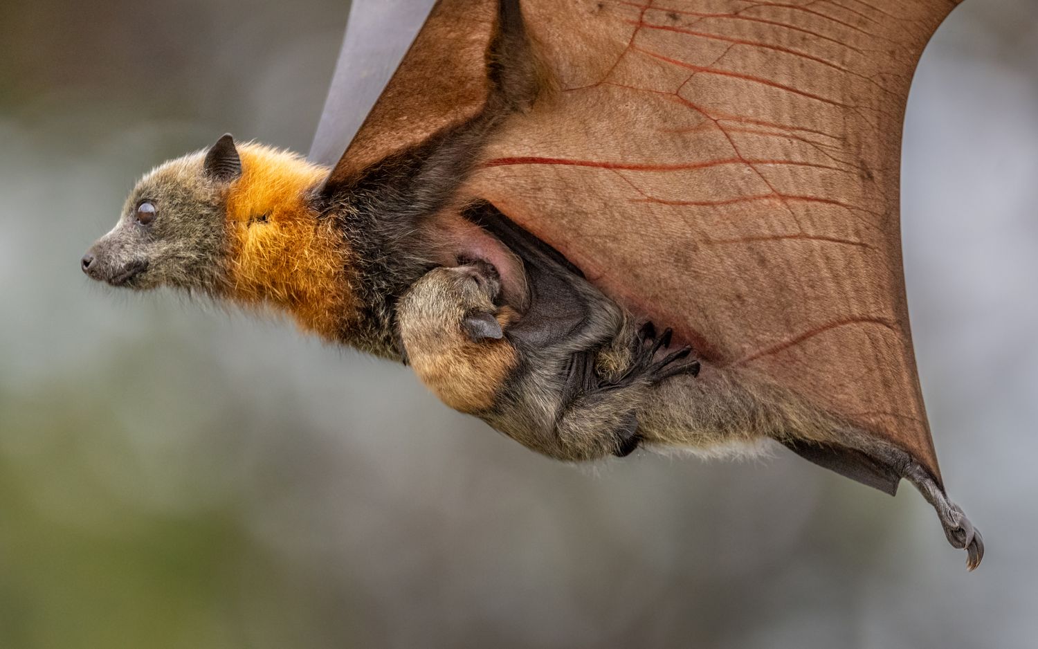 A bat flying through the air with its pup on its hip.