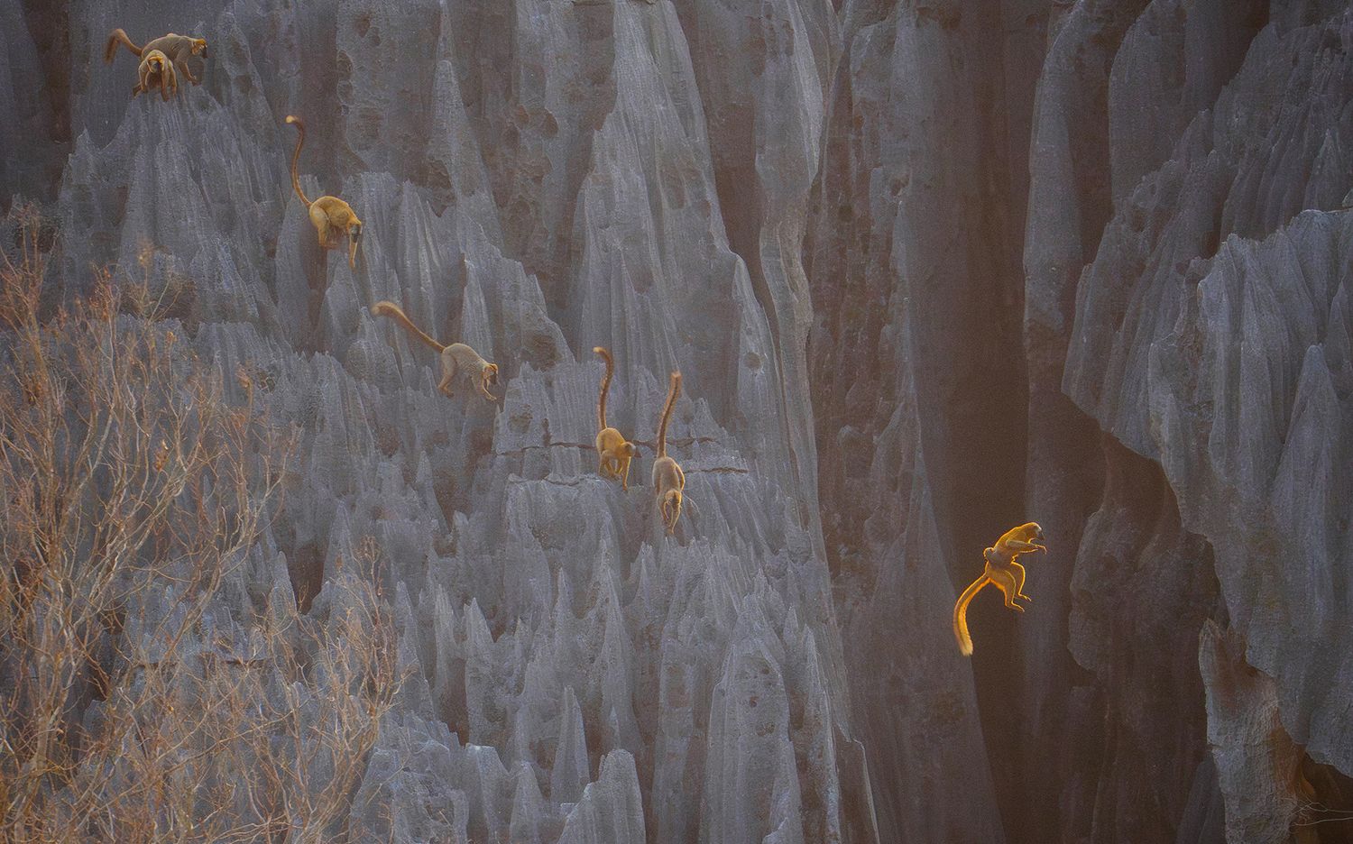A group of lemurs in mid-jump.