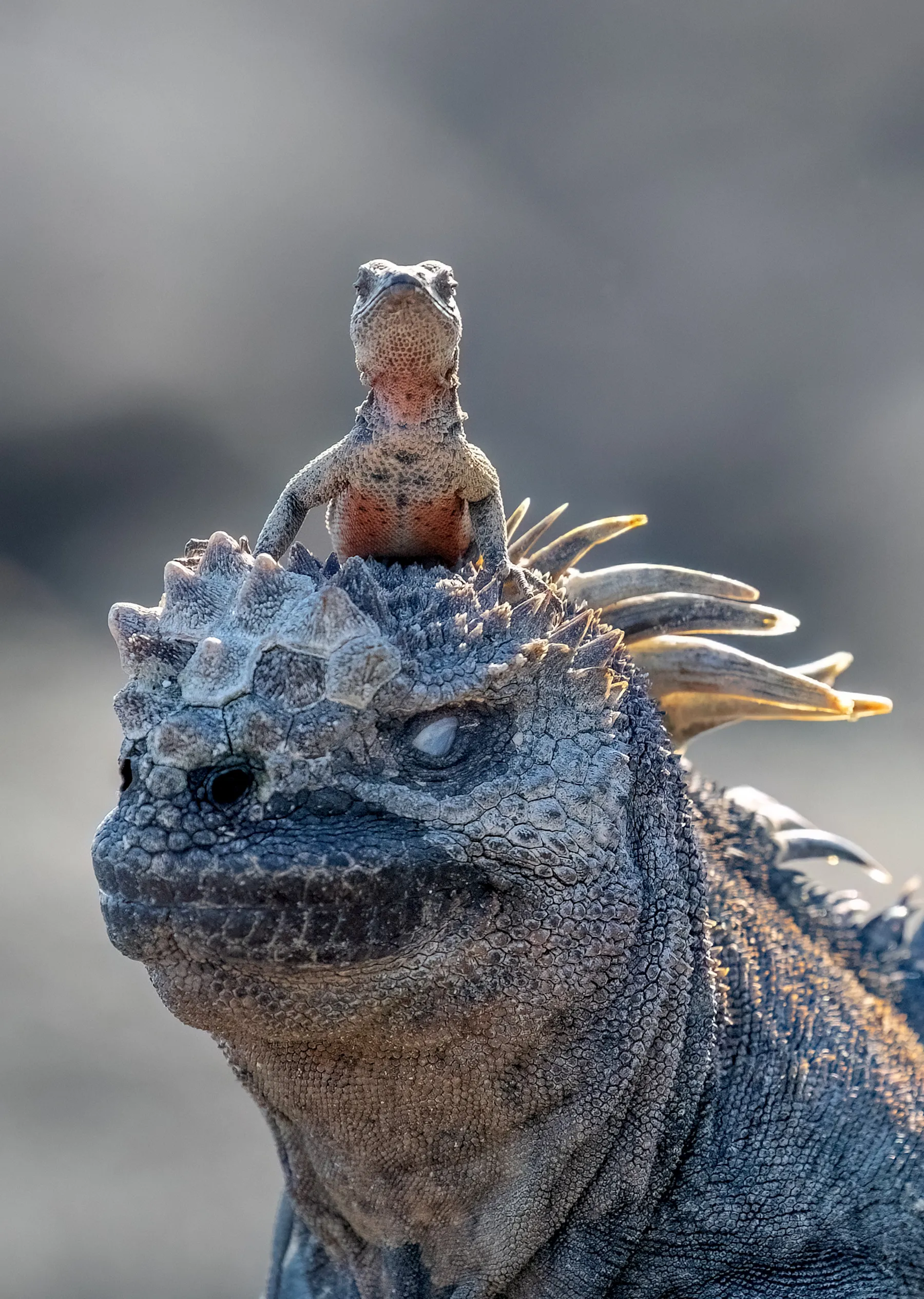One small lizard sits on a very large lizard's head.