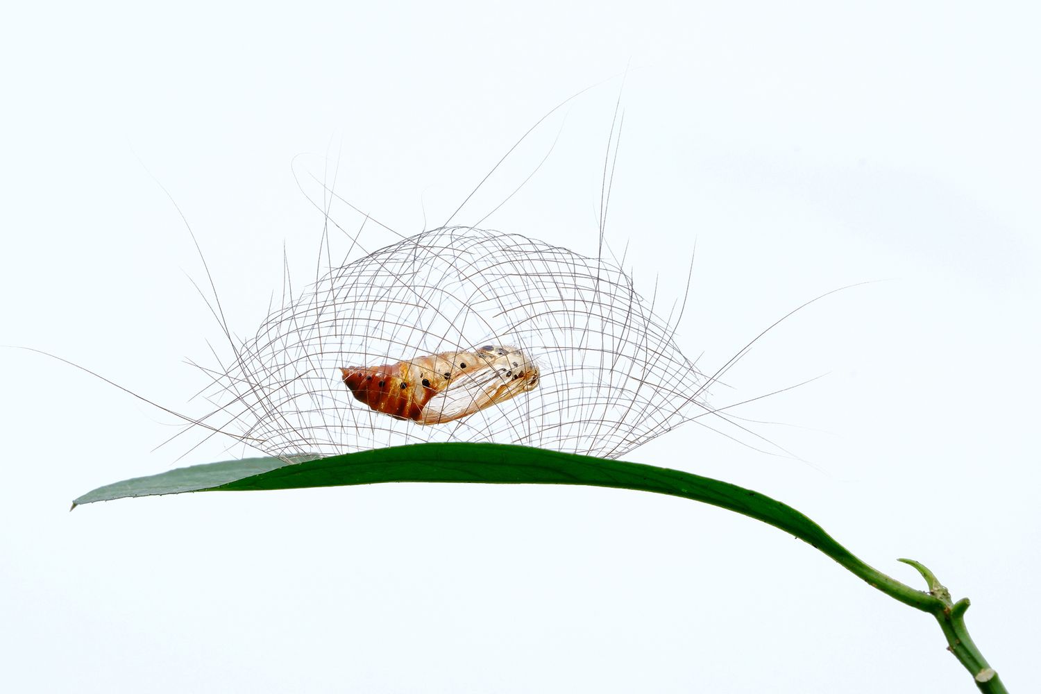 A cocoon on a leaf surrounded by a net.