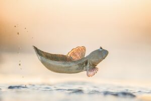 A mudskipper mid-jump.