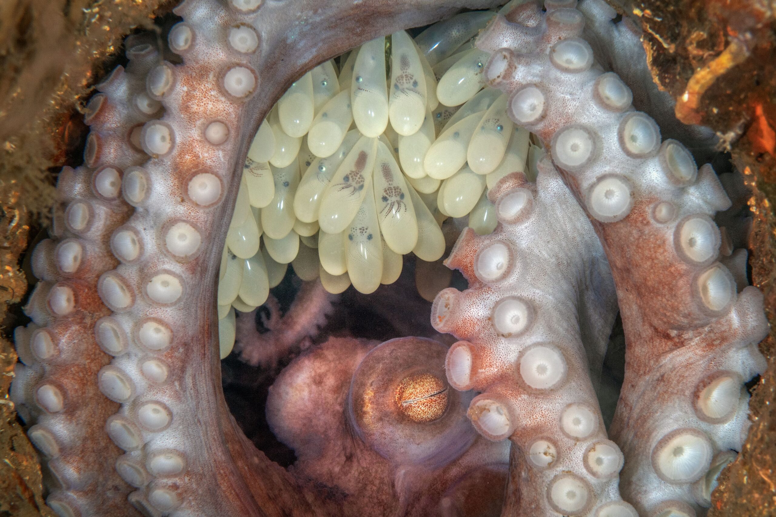 An octopus curled around eggs.
