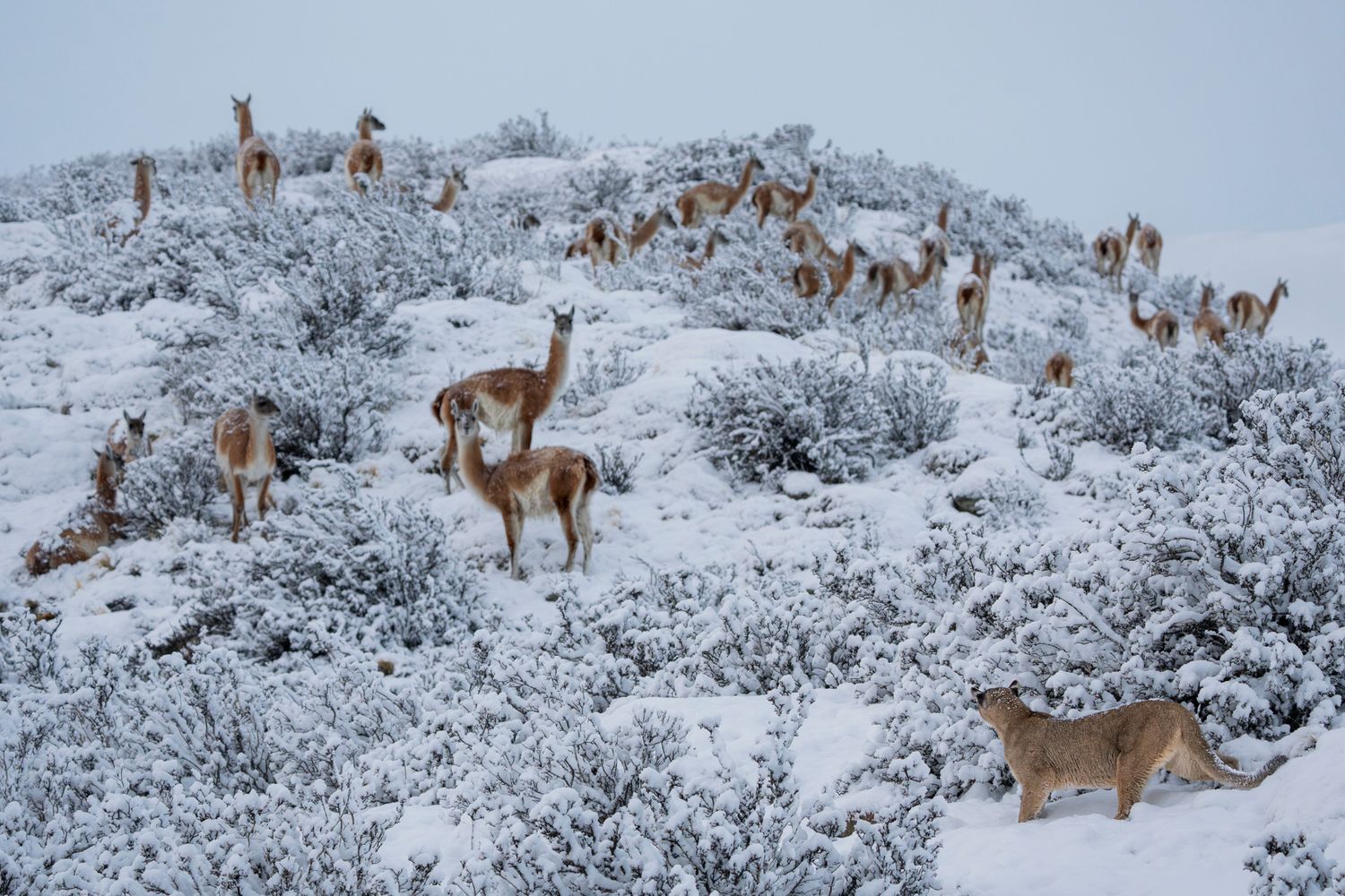 Lama-like creatures being stalked by a puma.