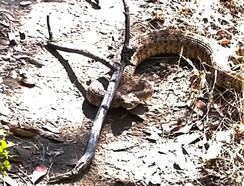 rattlesnake on trail