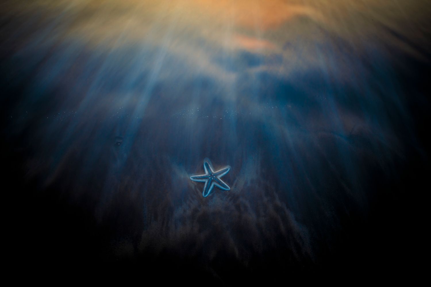 A starfish illuminated by streaks.