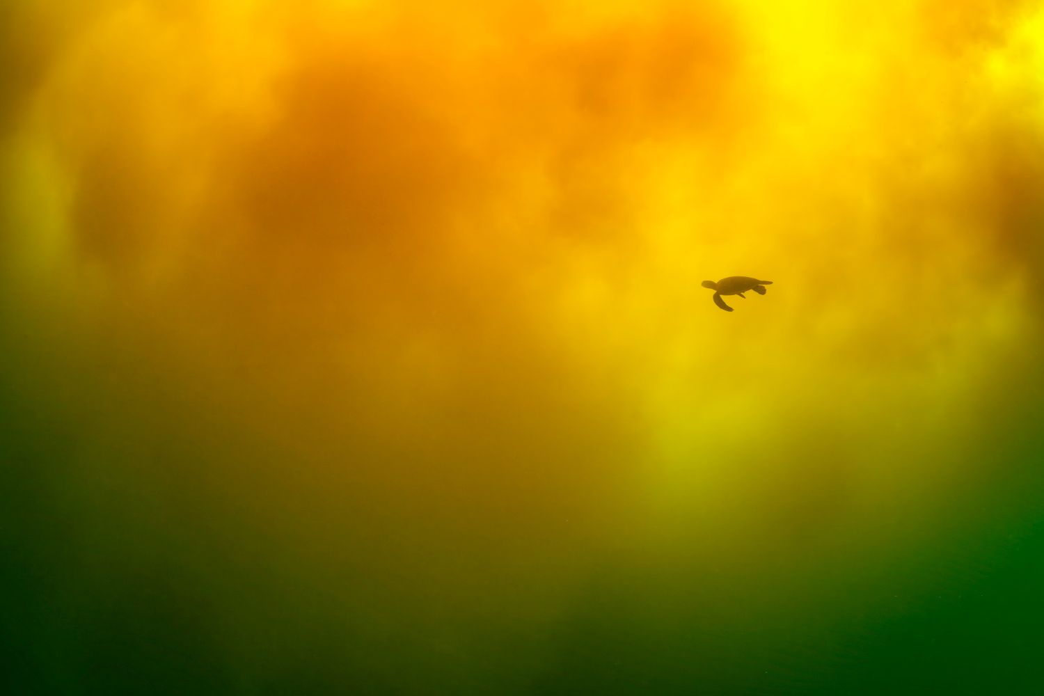 A wide shot of a sea turtle.