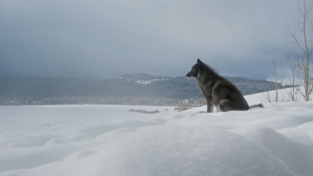 A black wolf in the snow