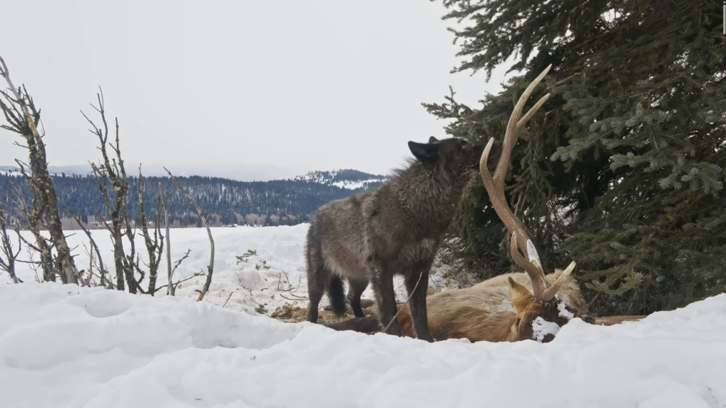 A black wolf sniffing the elk body
