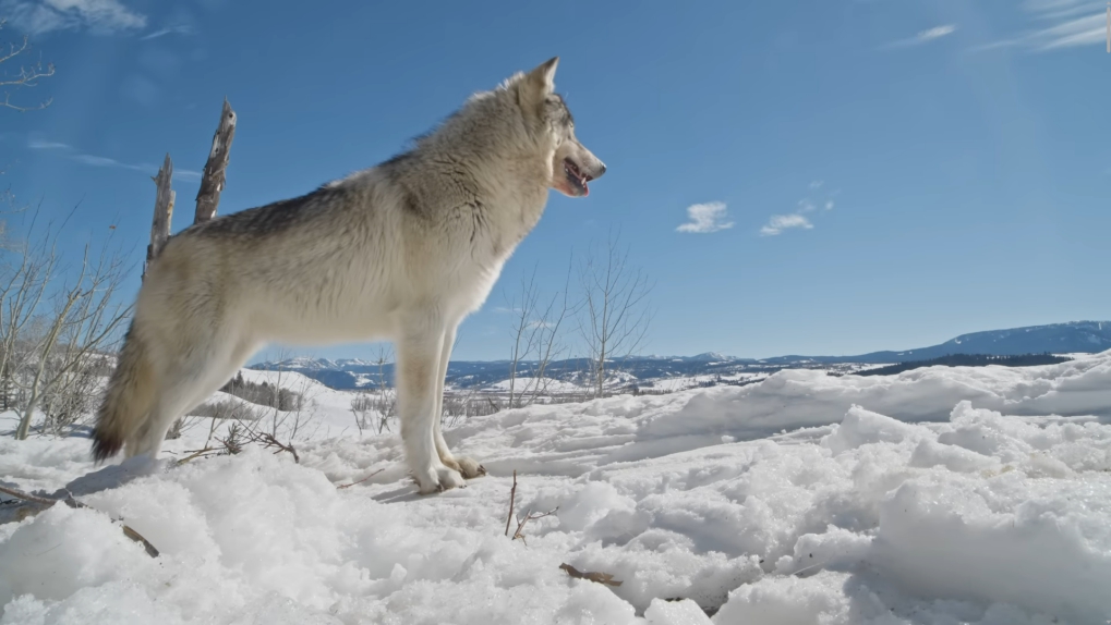 A light grey wolf standing in the snow