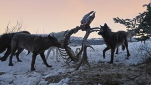 Wolves gnawing an elk carcass
