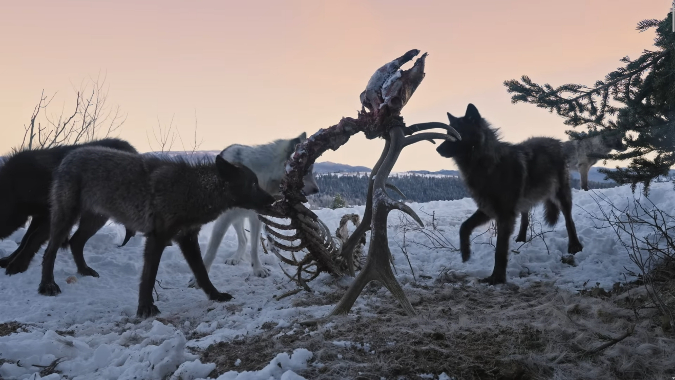 Wolves gnawing an elk carcass