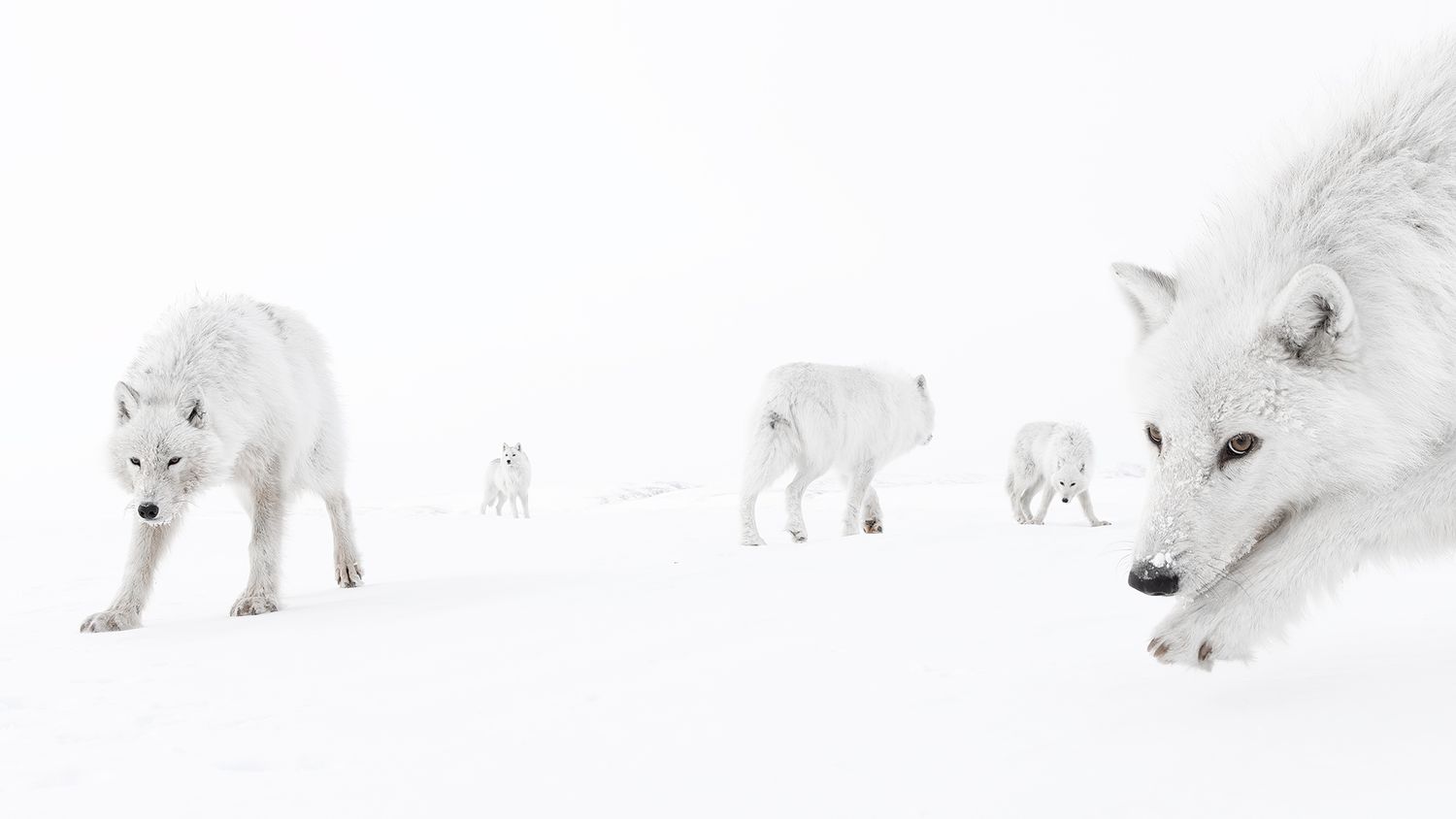White wolves in the snow.