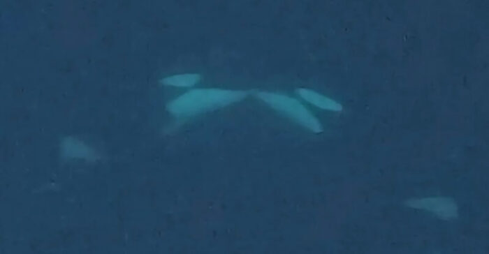 Killer Whales Caught on Kiss Cam