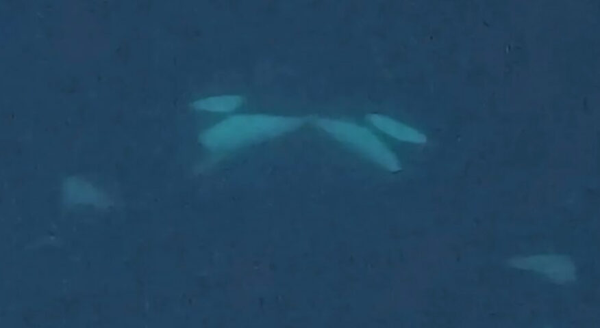 underwater photo of orcas 'kissing'