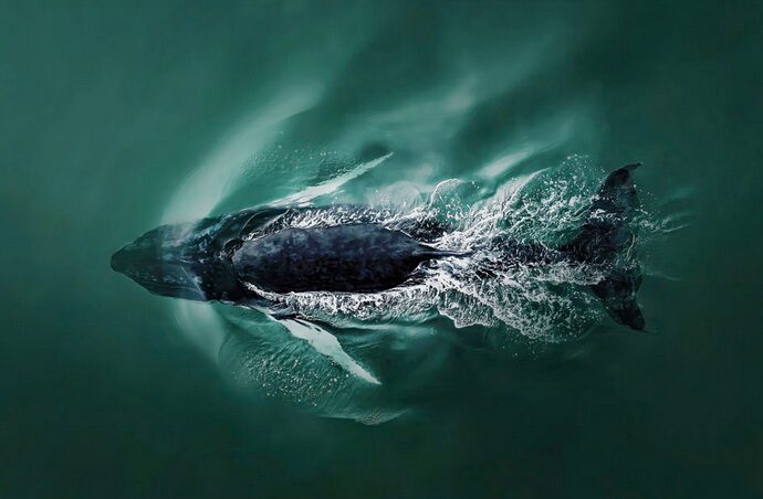 A whale breaching.