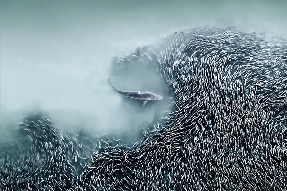A shark approaching a school of fish.