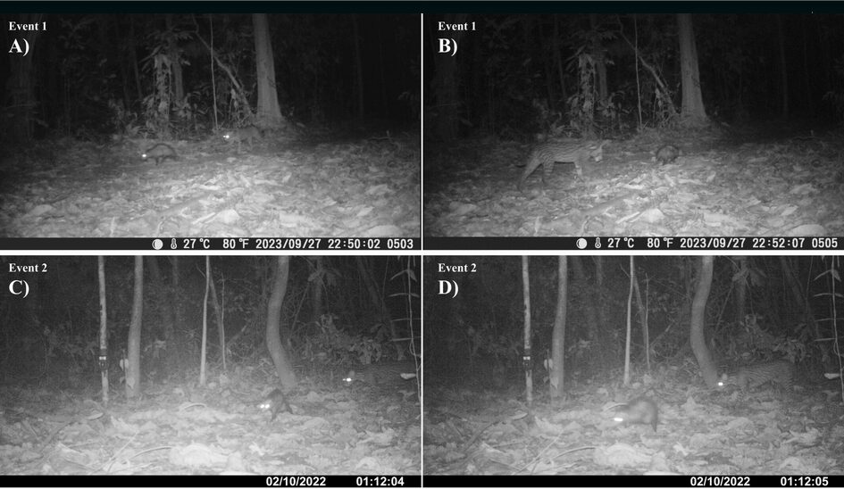 Black and white stills of ocelots and opossums in the jungle