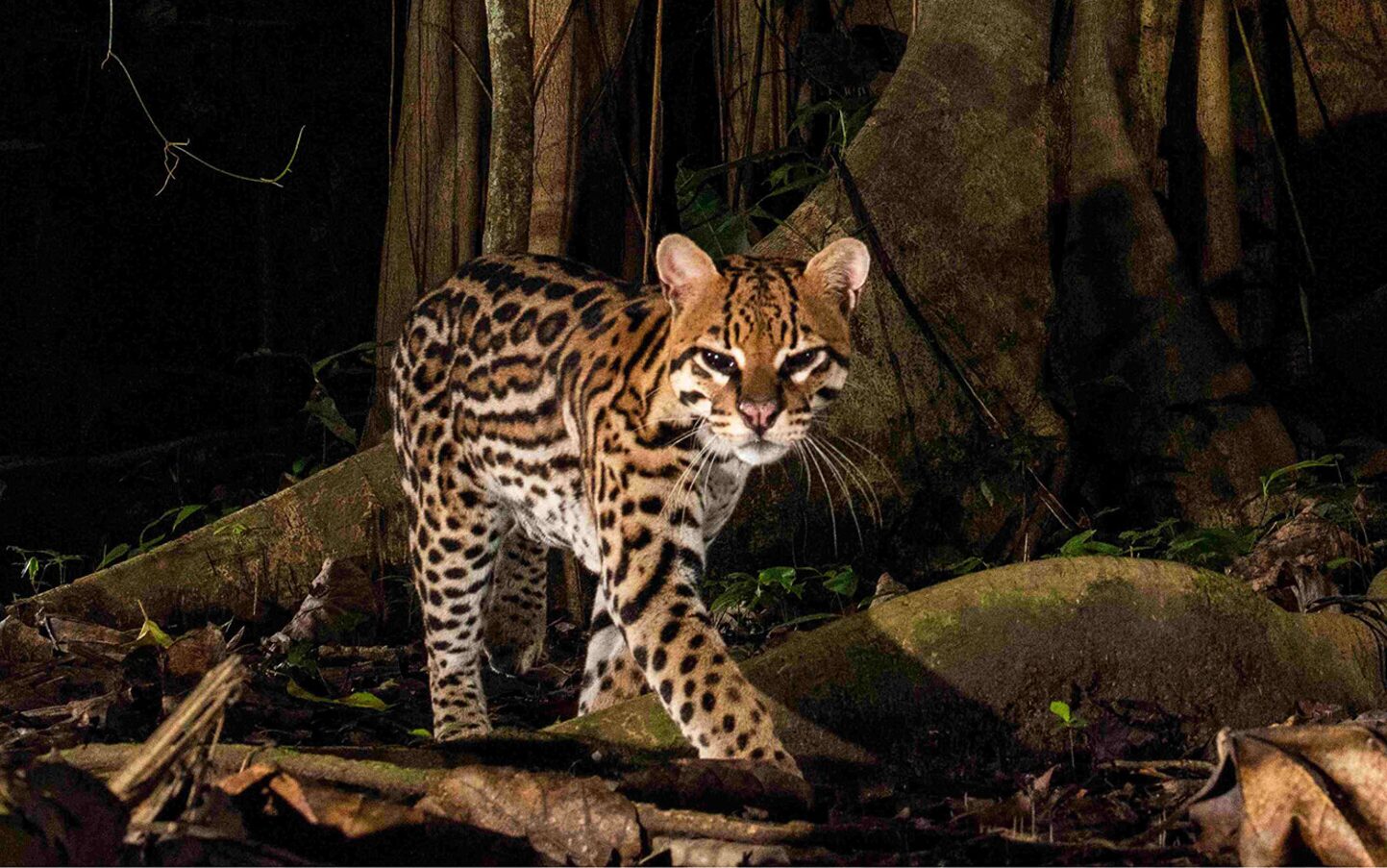 An ocelot in the Peruvian Amazon rainforest