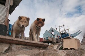 Two dogs peering down off a porch.
