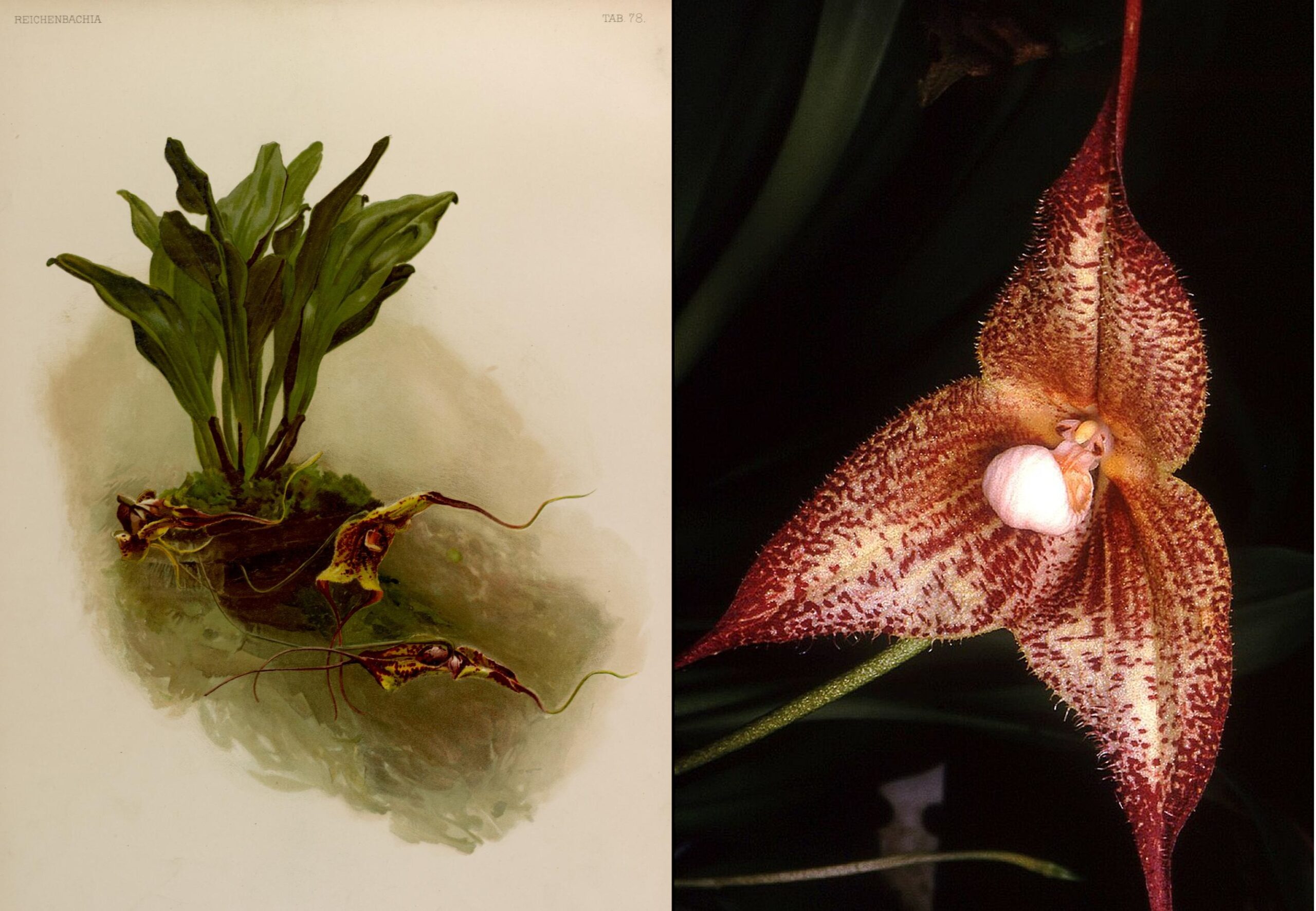 An illustration and photo of the same strange flower