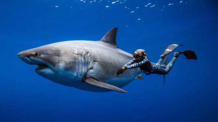 Swimming with one of the largest great white sharks on record.