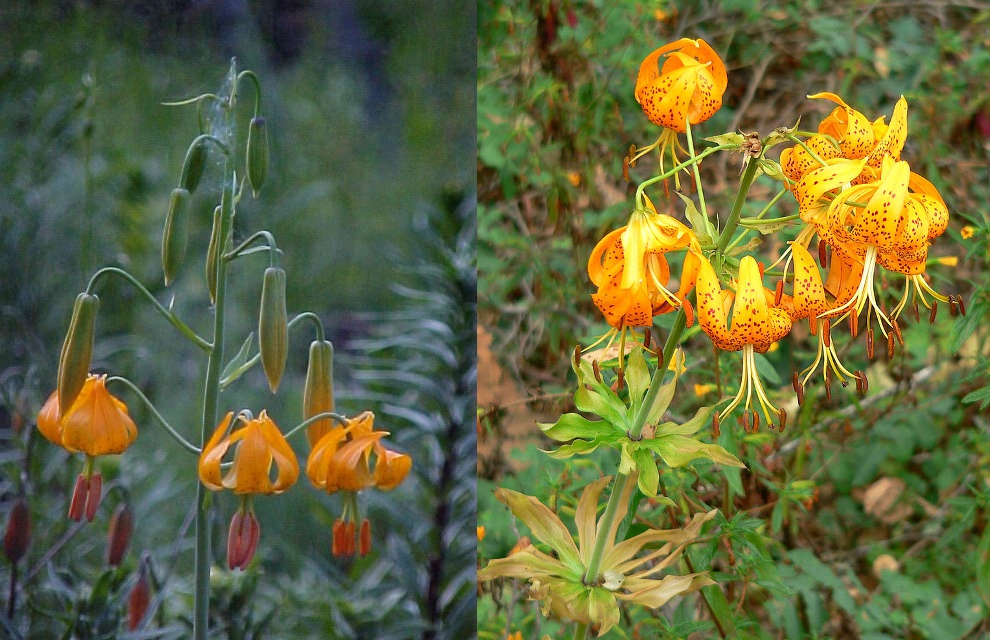 Two seemingly identical lillies