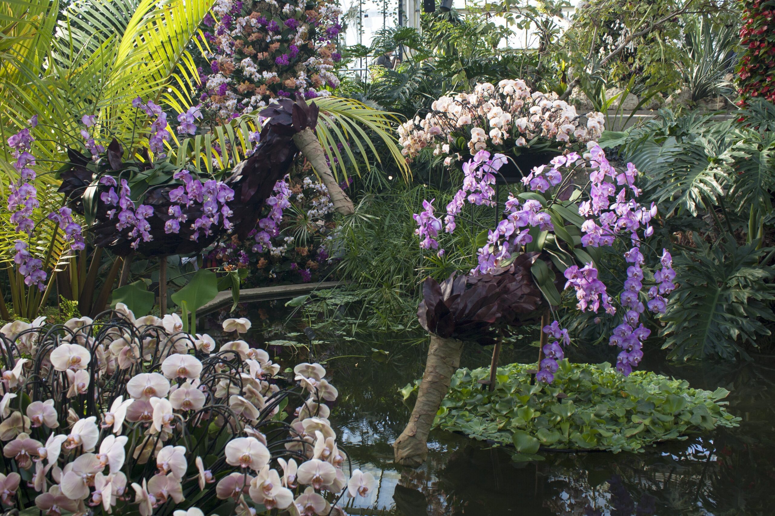 Oodles of orchids, various colours