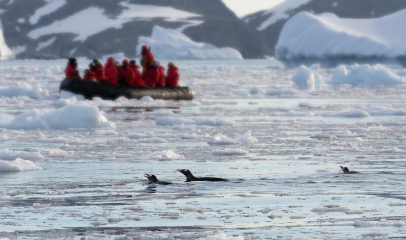 Penguins in Antarctica.