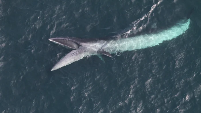 sei whale feeding